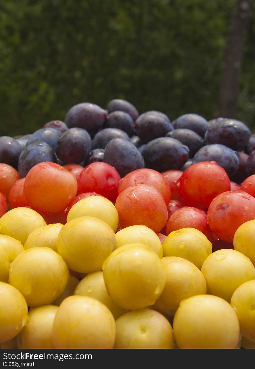 Red, yellow and blue plums