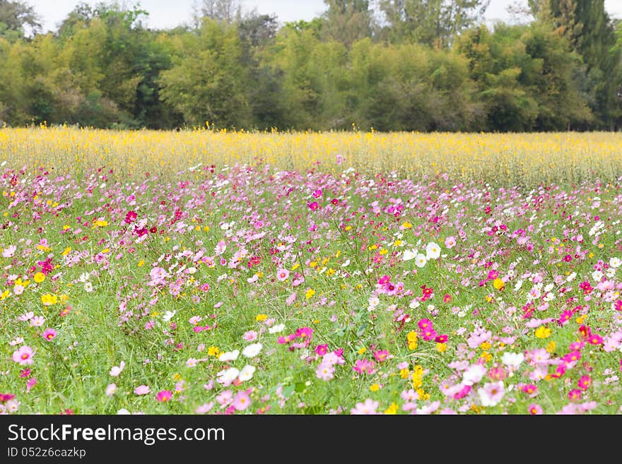 Beautiful flowers in the meadow