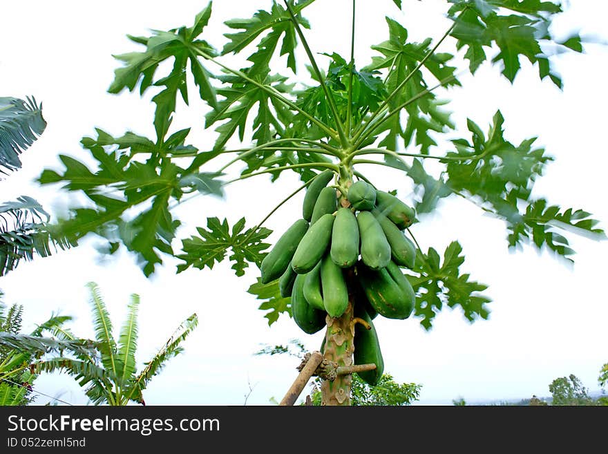 Papaya