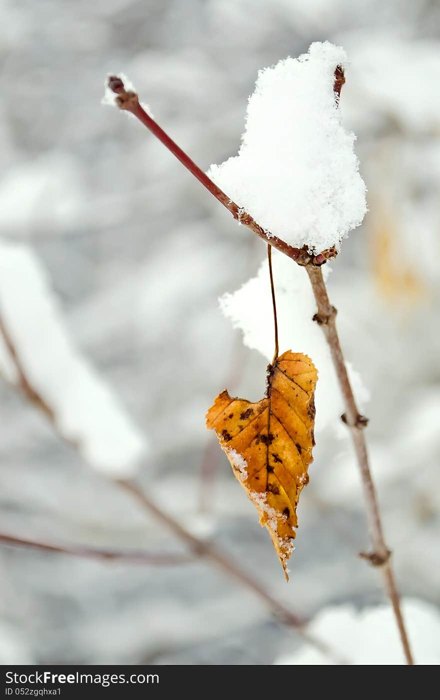 Dry leaf covered with snow