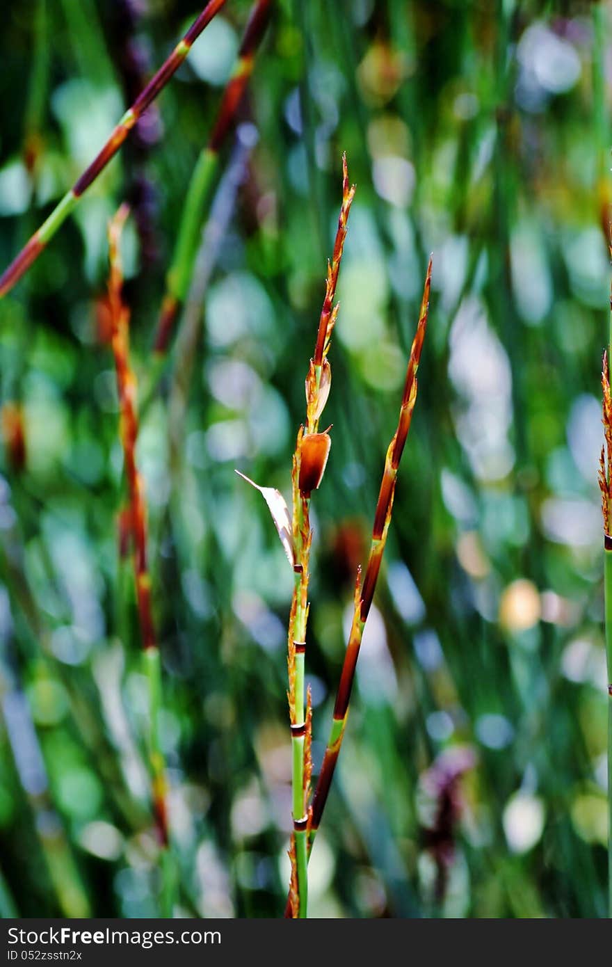 Bamboo Grass