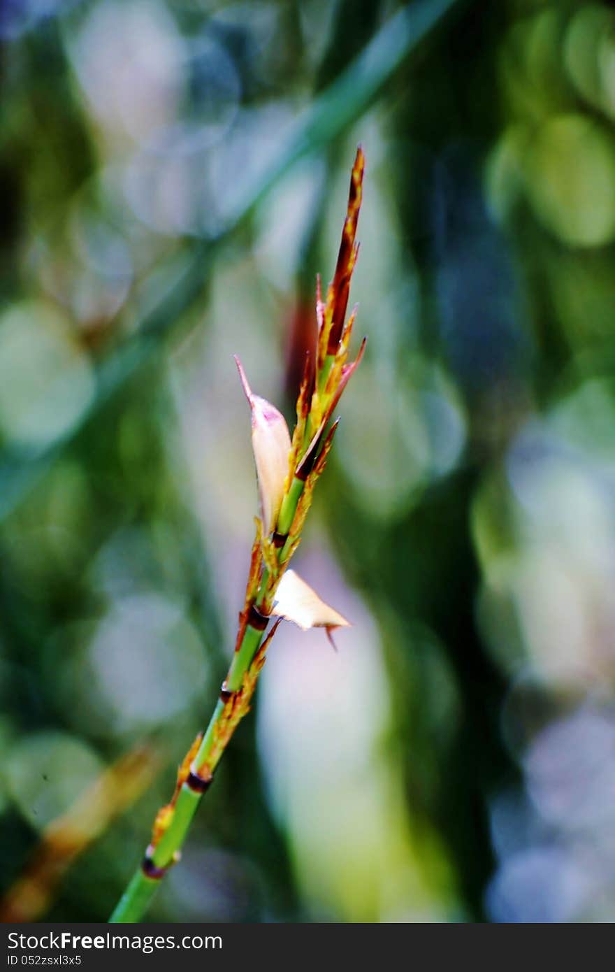 Bamboo grass