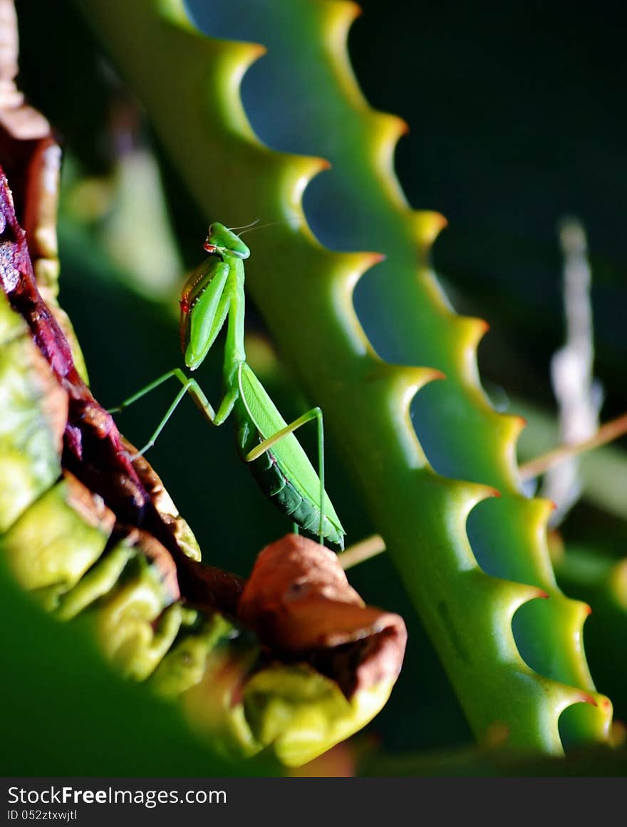 Praying Mantis