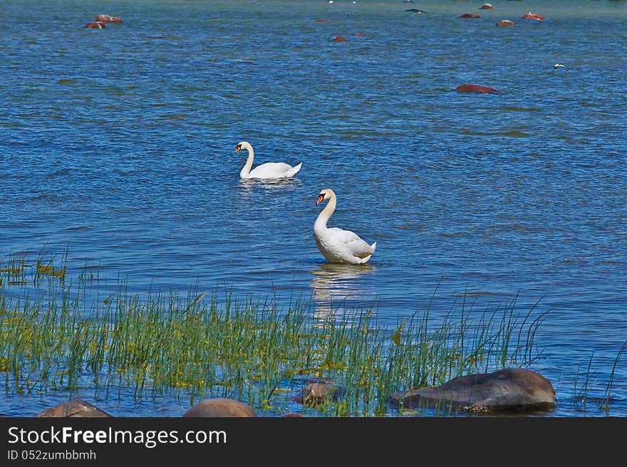 Standing swan in the seaside. Standing swan in the seaside