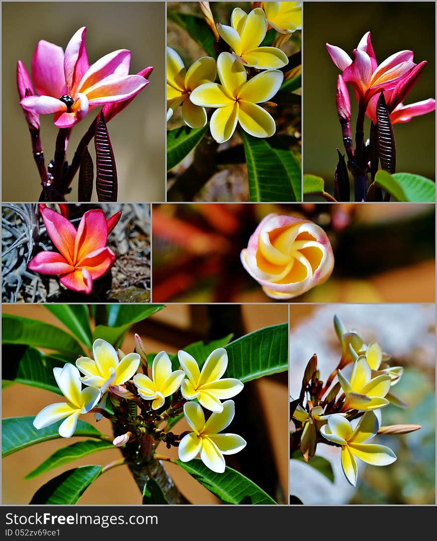 Collage of frangipani blossoms in sunlight