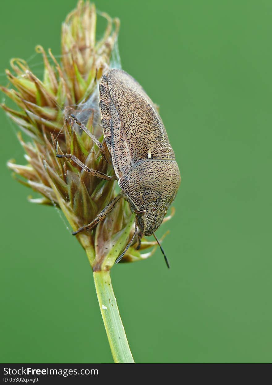 Tortoise bug (Eurygaster testudinaria) on bent.