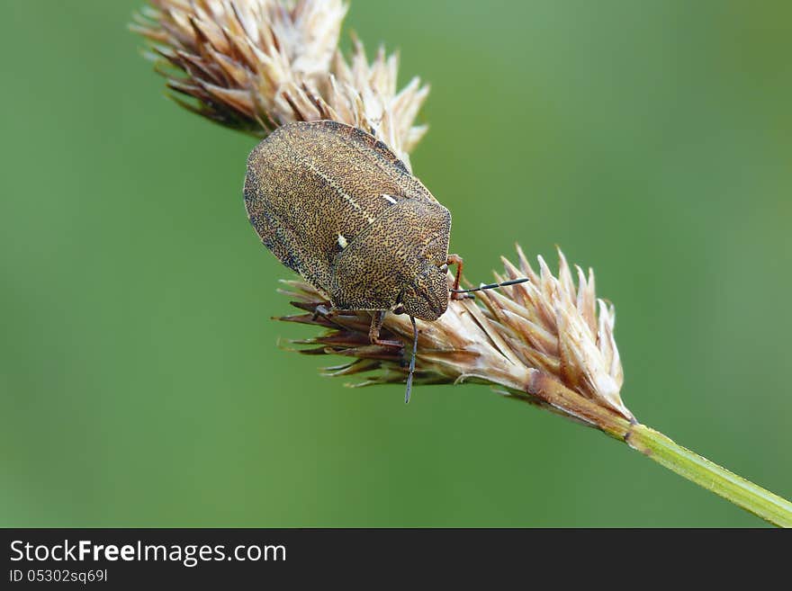 Tortoise bug (Eurygaster testudinaria) on bent. View from top.