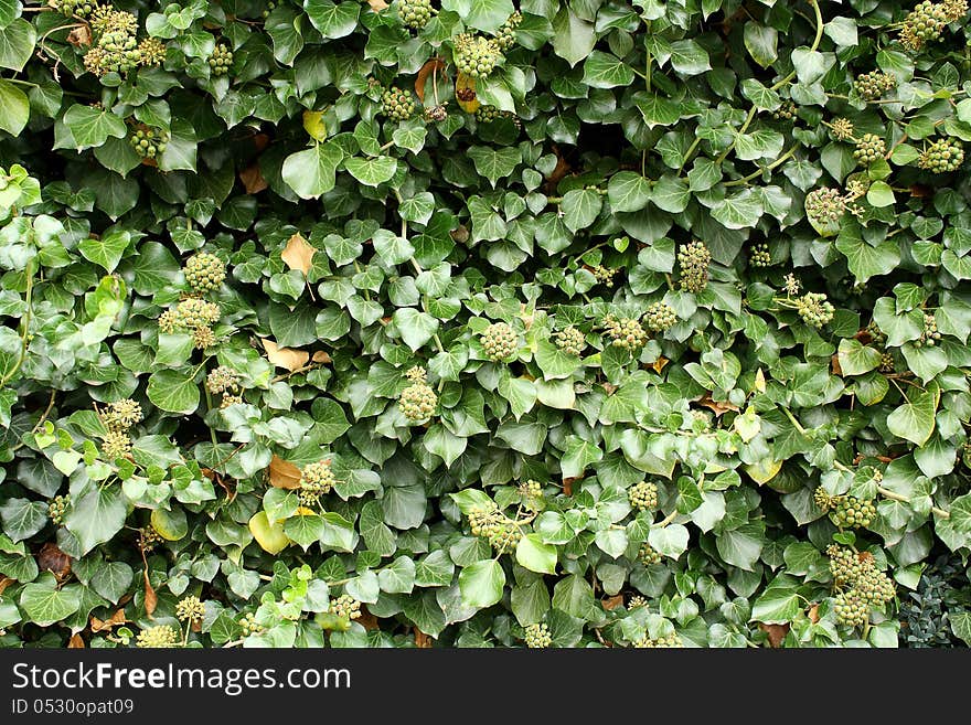 Green climber as beautiful background