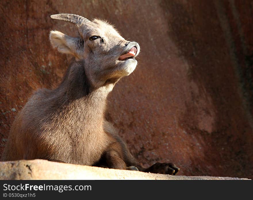 Female Desert Mountain Big Horn Sheep With Open Mouth