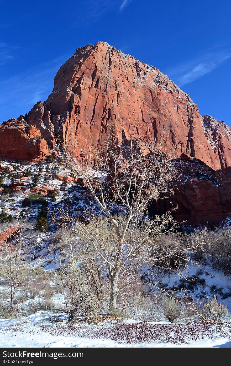 White tree against the red rocks