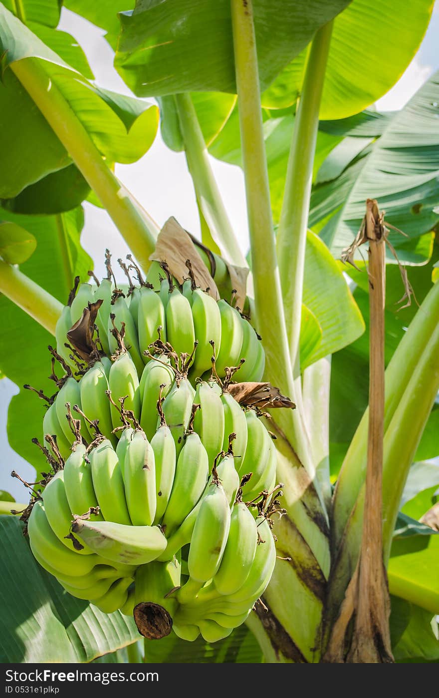 Banana Tree