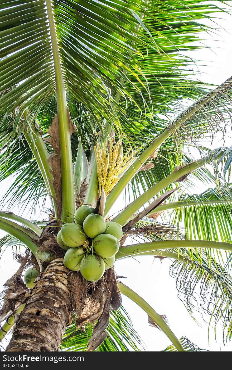 Coconut tree