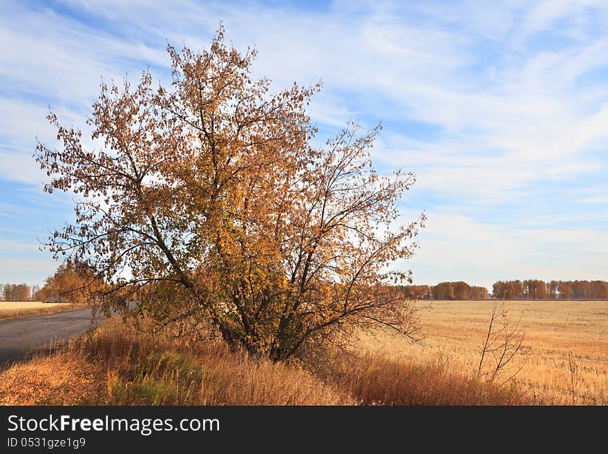 Autumn landscape. Omsk Region. Russia.