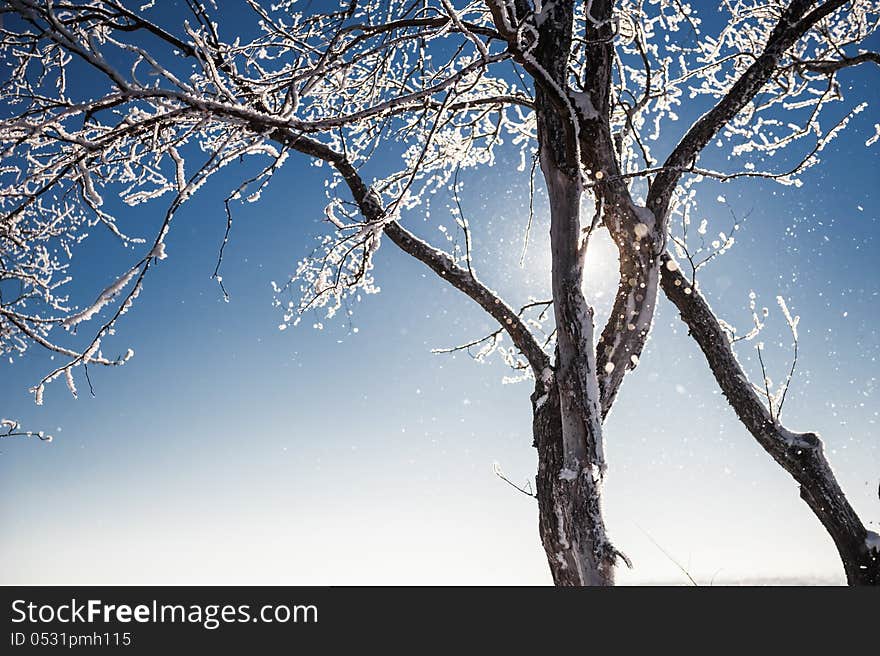 Snow-covered tree