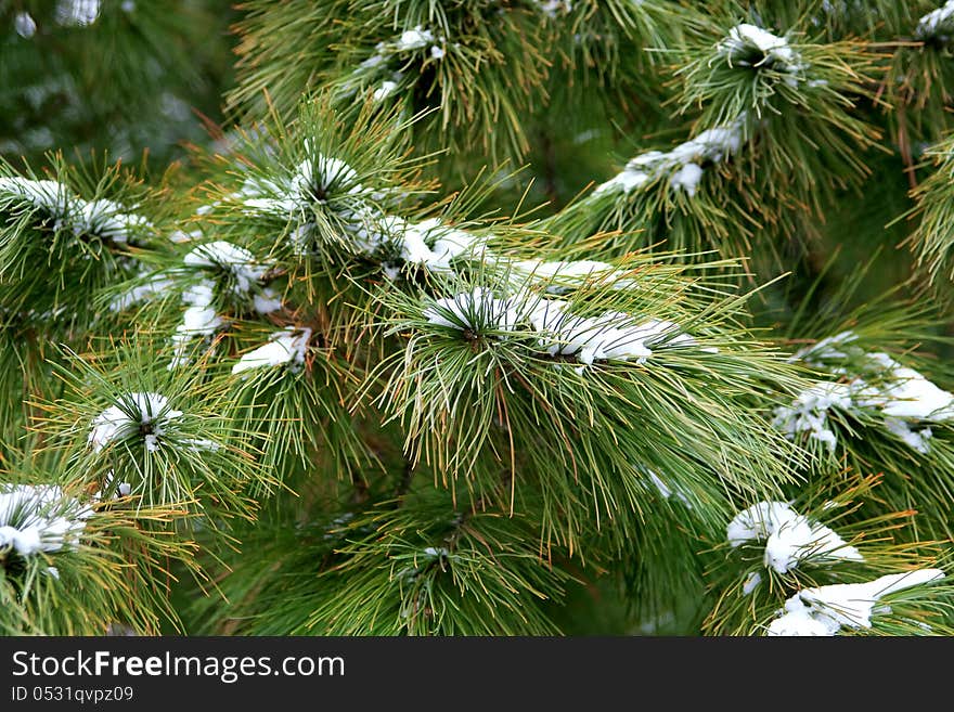 Fir branches covered with snow. Texture, background. Fir branches covered with snow. Texture, background