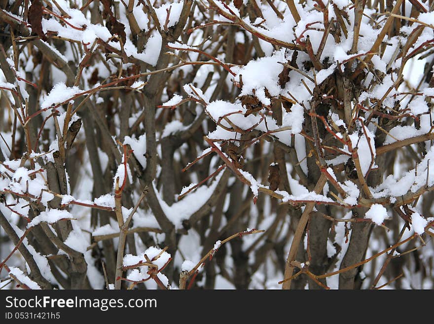 The branches of a bush, covered with snow. Background, texture. The branches of a bush, covered with snow. Background, texture