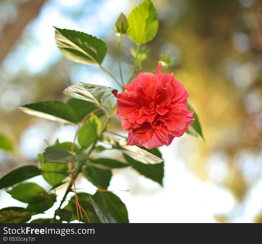 Close up one red Chinese rose and with a bud. Close up one red Chinese rose and with a bud