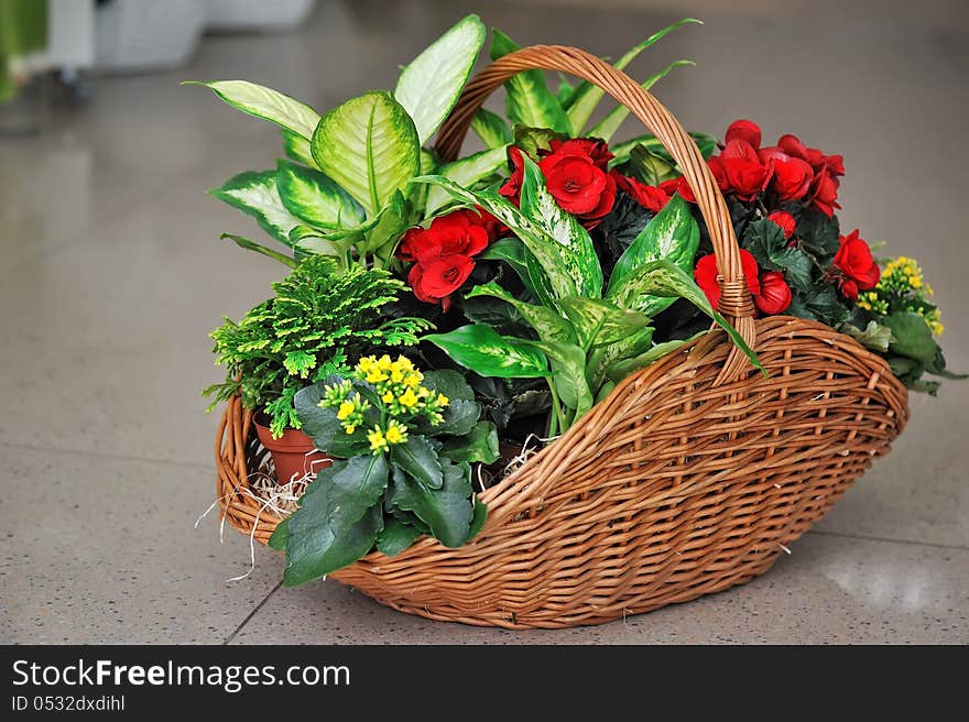 Beautifully issued bouquet from white and red flowers in the big basket. Beautifully issued bouquet from white and red flowers in the big basket