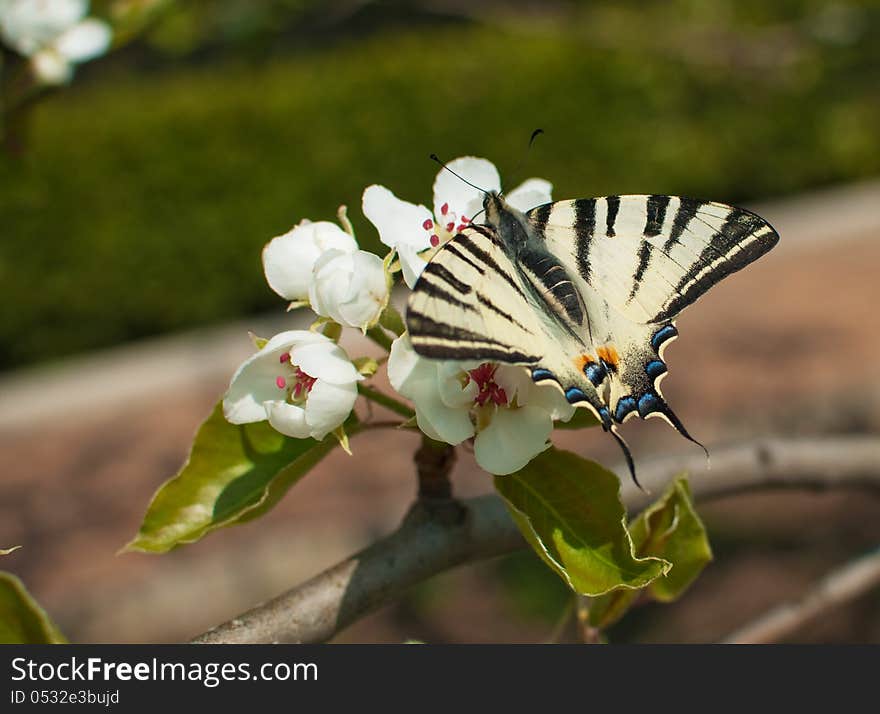 On a branch of a blossoming apple tree sits a white black and white butterfly. On a branch of a blossoming apple tree sits a white black and white butterfly