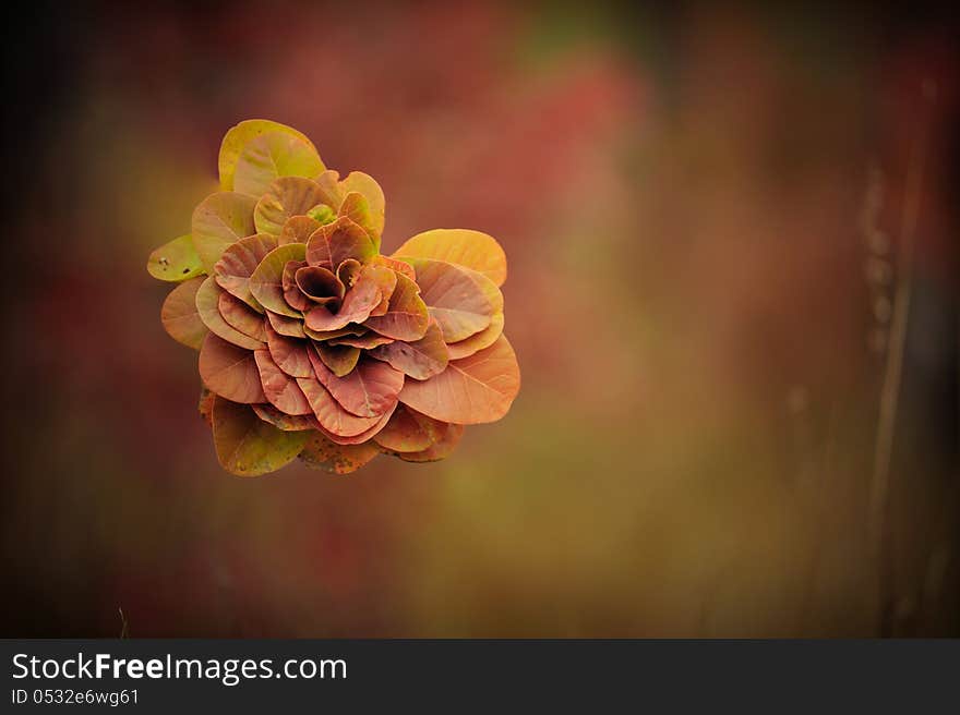 On an abstract dark background a composition of autumn leaves