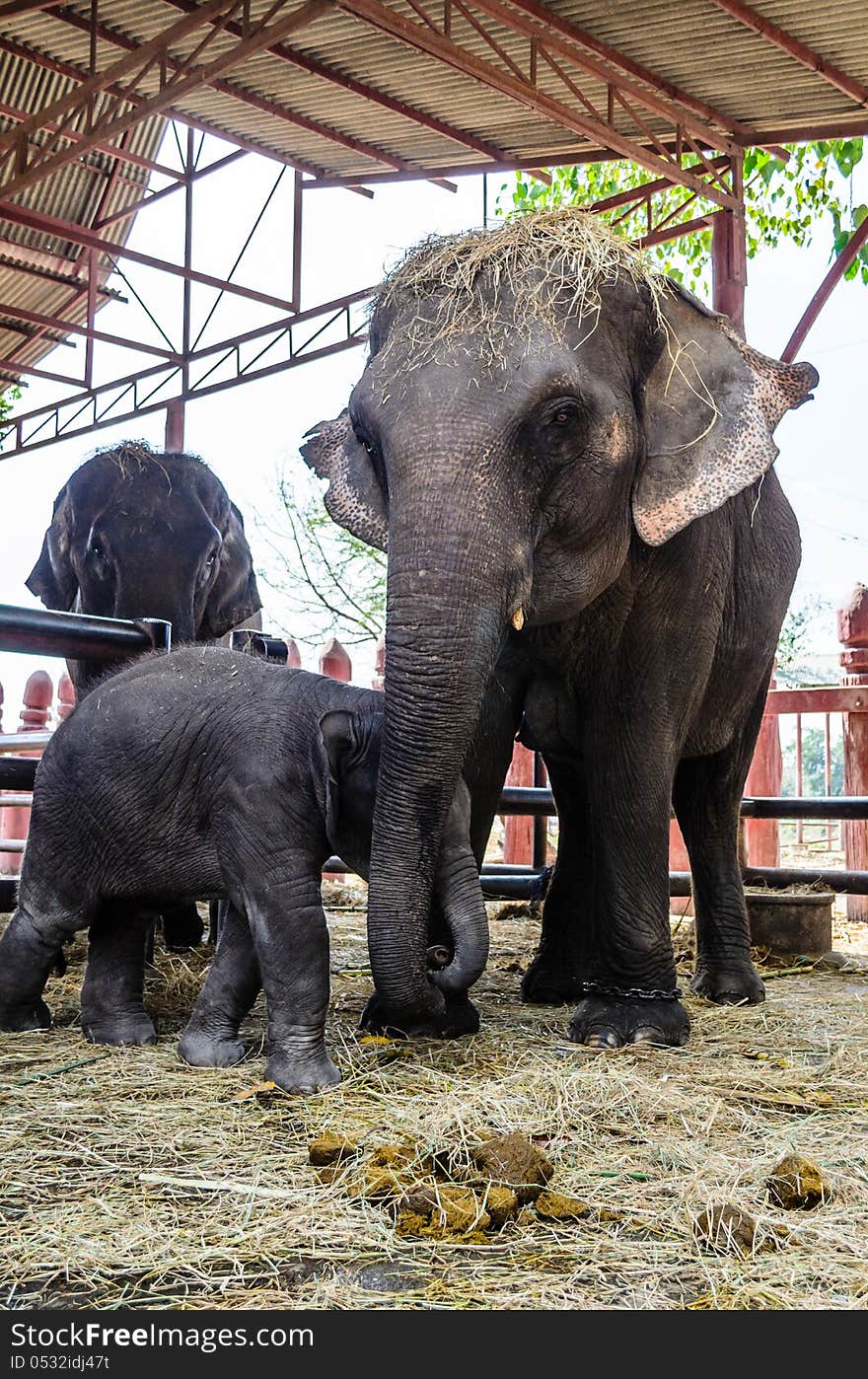 Baby elephant side by side with its mother. Baby elephant side by side with its mother