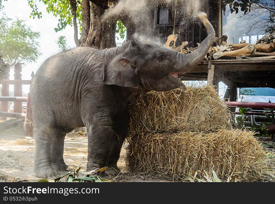 Thai baby elephant spit a soil powder.