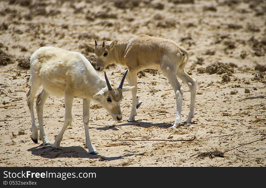 Baby of asian antelope  addax