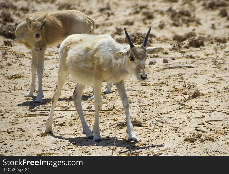 The shot was taken in biblical Hai-Bar nature reserve, 35 km north of Eilat, Israel. The shot was taken in biblical Hai-Bar nature reserve, 35 km north of Eilat, Israel