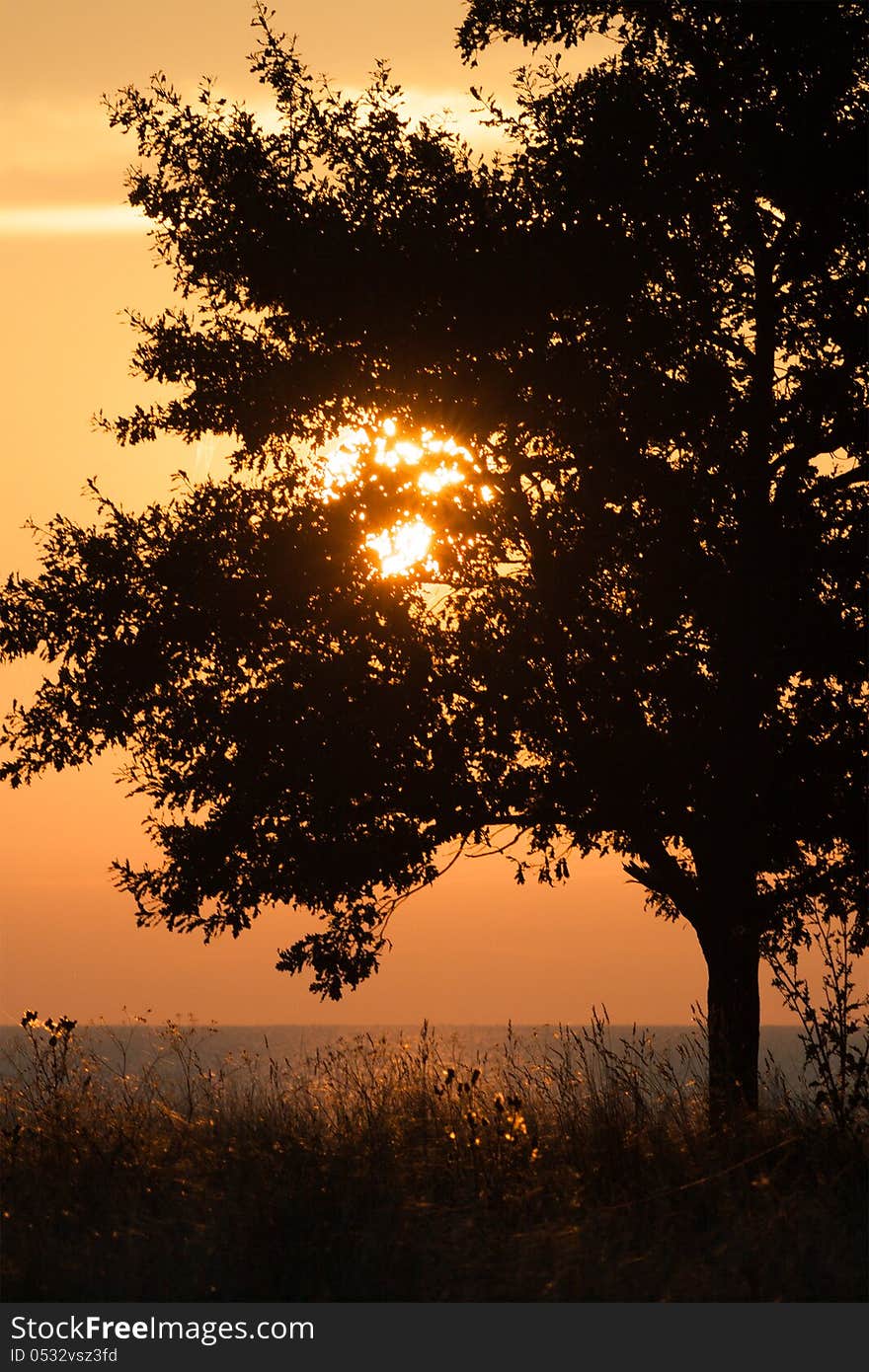 Morning summer sun shining through the branches of a tree growing by the lake. Morning summer sun shining through the branches of a tree growing by the lake