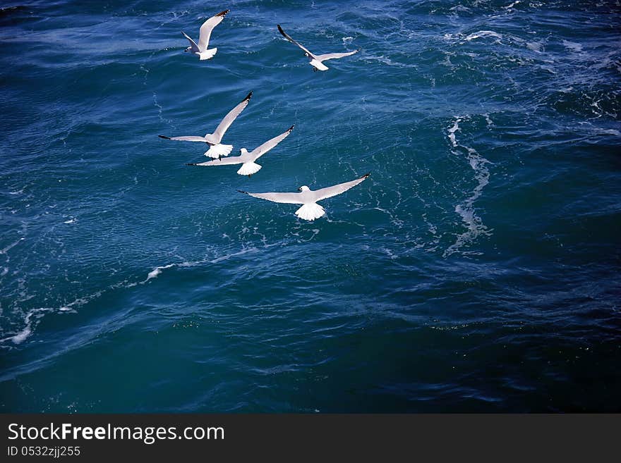 Group of seagulls fishing at sea