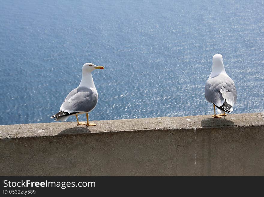 Couple of seagulls in a cliff