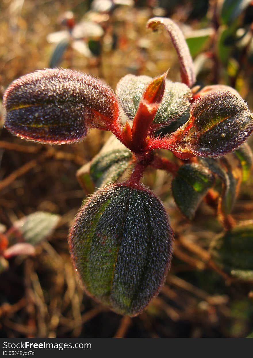 Macro young plant in morning.