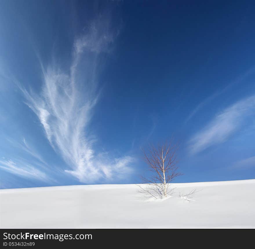 Lonely birch tree in the snow with a background of blue sky. Lonely birch tree in the snow with a background of blue sky