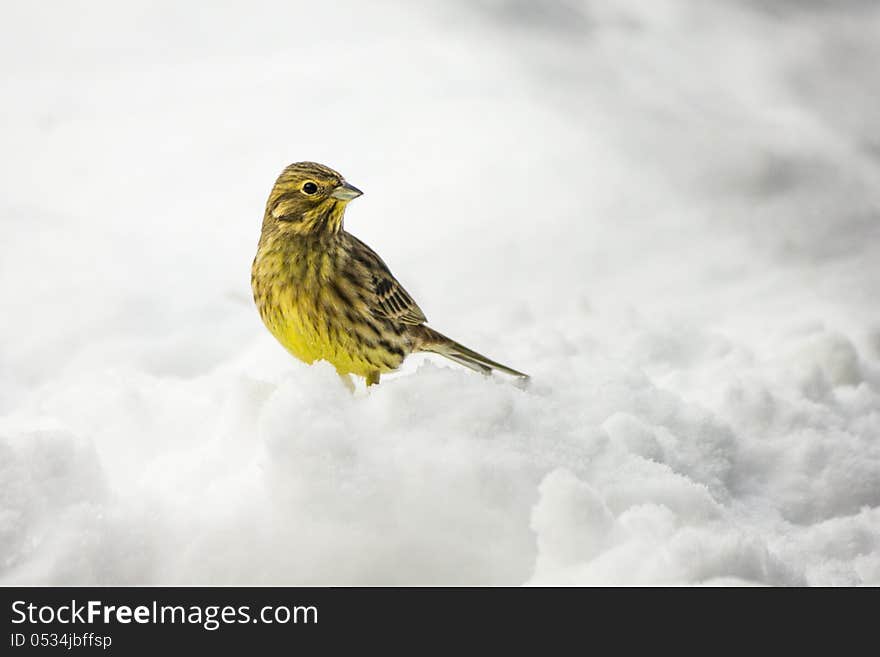 The Yellowhammer &x28;Emberiza citrinella&x29