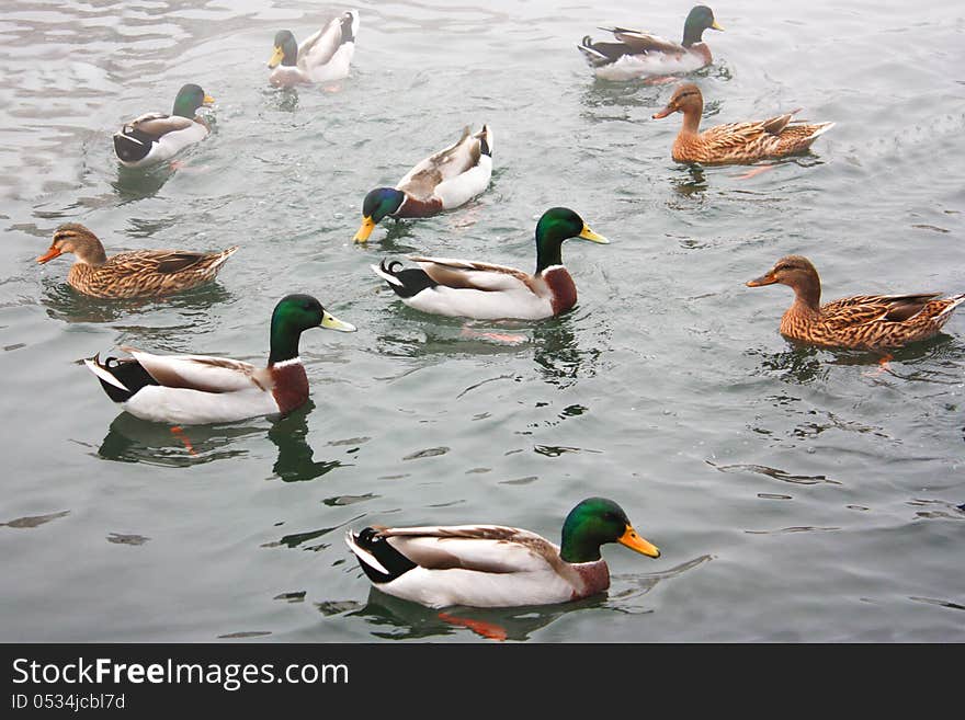 Ducks In The Lakes