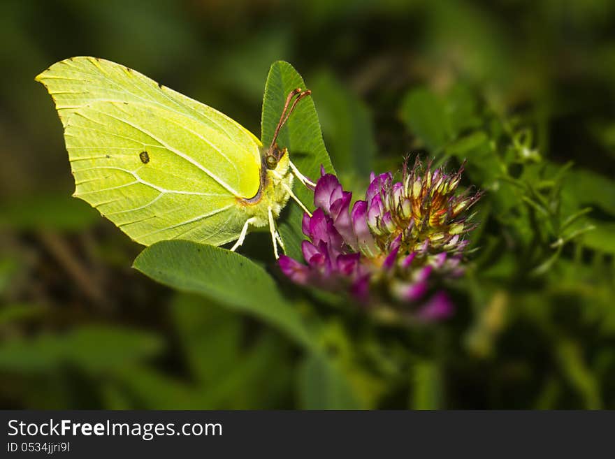 Gonepteryx rhamni (known as the Common Brimstone) is a butterfly of the Pieridae family. It lives in Europe, North Africa and Asia; across much of its range, it is the only species of its genus, and is therefore simply known locally as the brimstone. Gonepteryx rhamni (known as the Common Brimstone) is a butterfly of the Pieridae family. It lives in Europe, North Africa and Asia; across much of its range, it is the only species of its genus, and is therefore simply known locally as the brimstone.