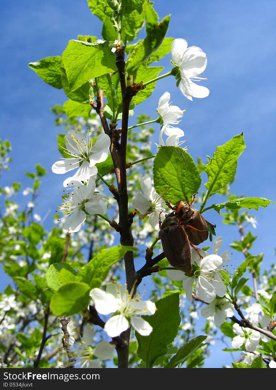 The image of tree of a blossoming cherry and cockchafers. The image of tree of a blossoming cherry and cockchafers