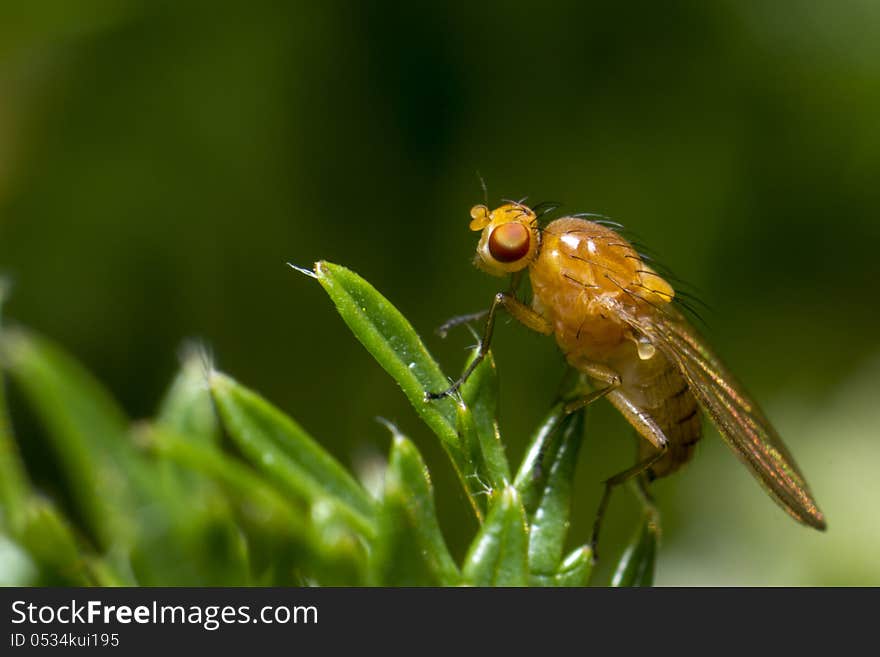 Portrait Of A Fly