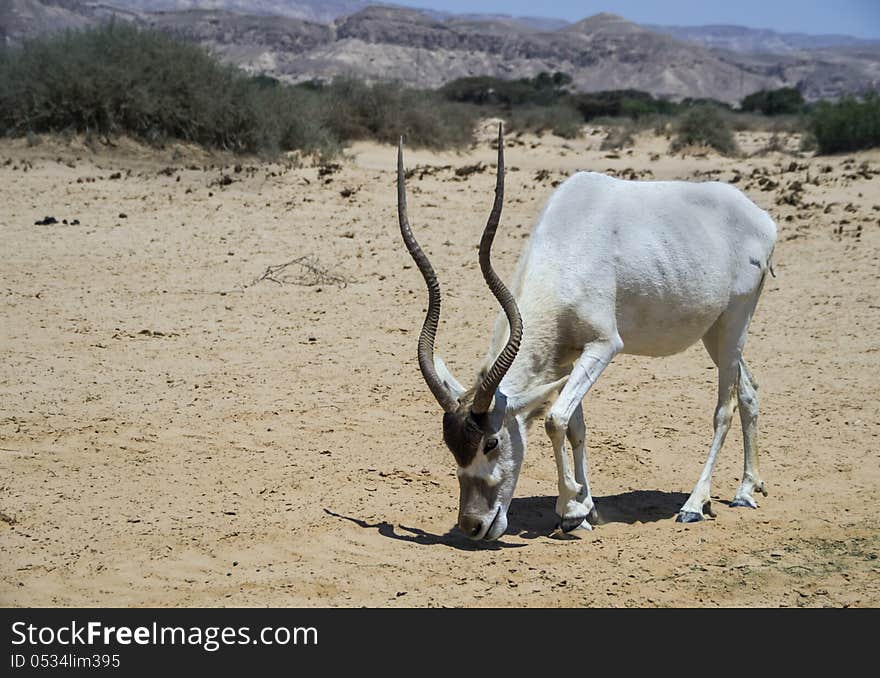 Antelope Oryx in Israeli nature reserve near Eilat