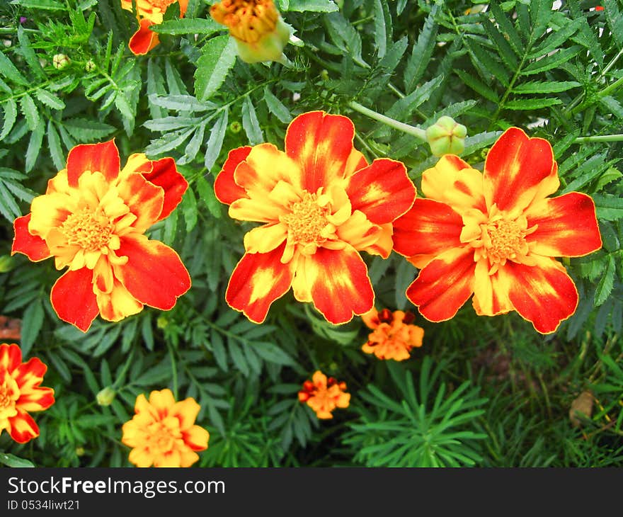 A beautiful flower of tagetes