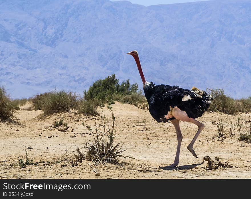 Male of African ostrich &x28;Struthio camelus&x29; in Nature Reserve, Israel