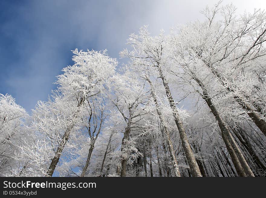 Frosted trees in sunlight, blue sky. Frosted trees in sunlight, blue sky.