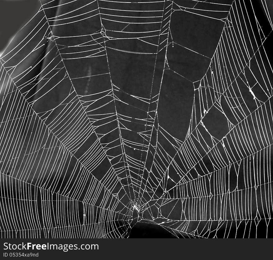 This is a 6 ft. diameter spider web hanging from a tree limb. This is a 6 ft. diameter spider web hanging from a tree limb.