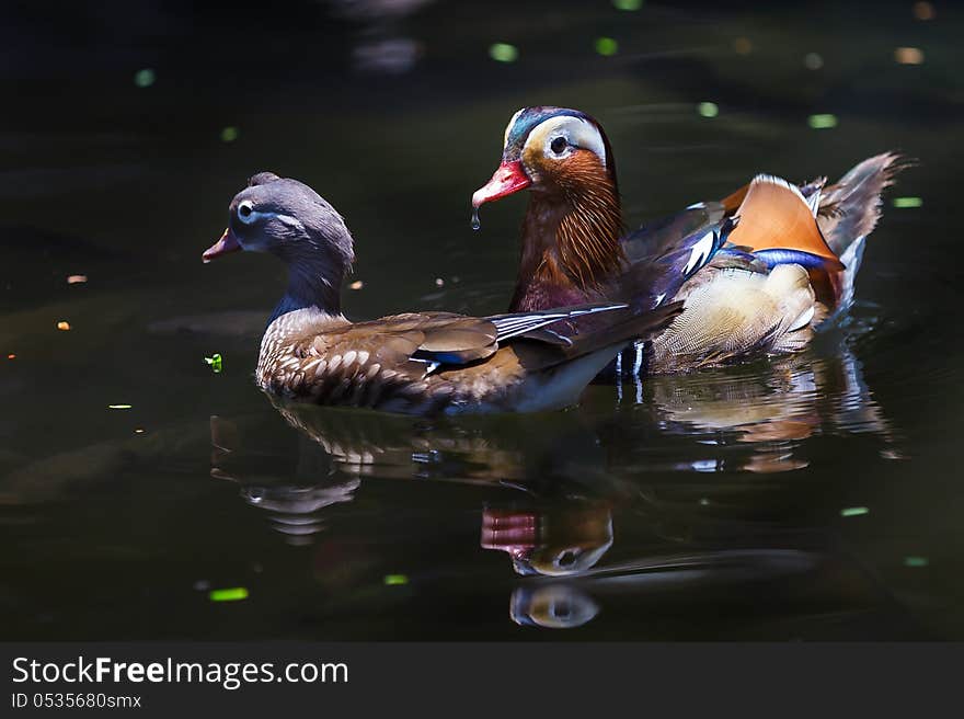 Closeup colorful mandarin duck in pool