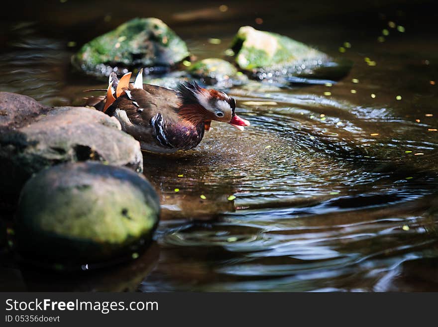 Closeup colorful mandarin duck in pool