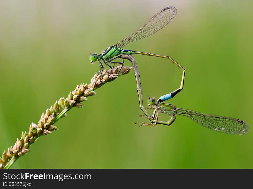 Common Blue Damselflies Perched