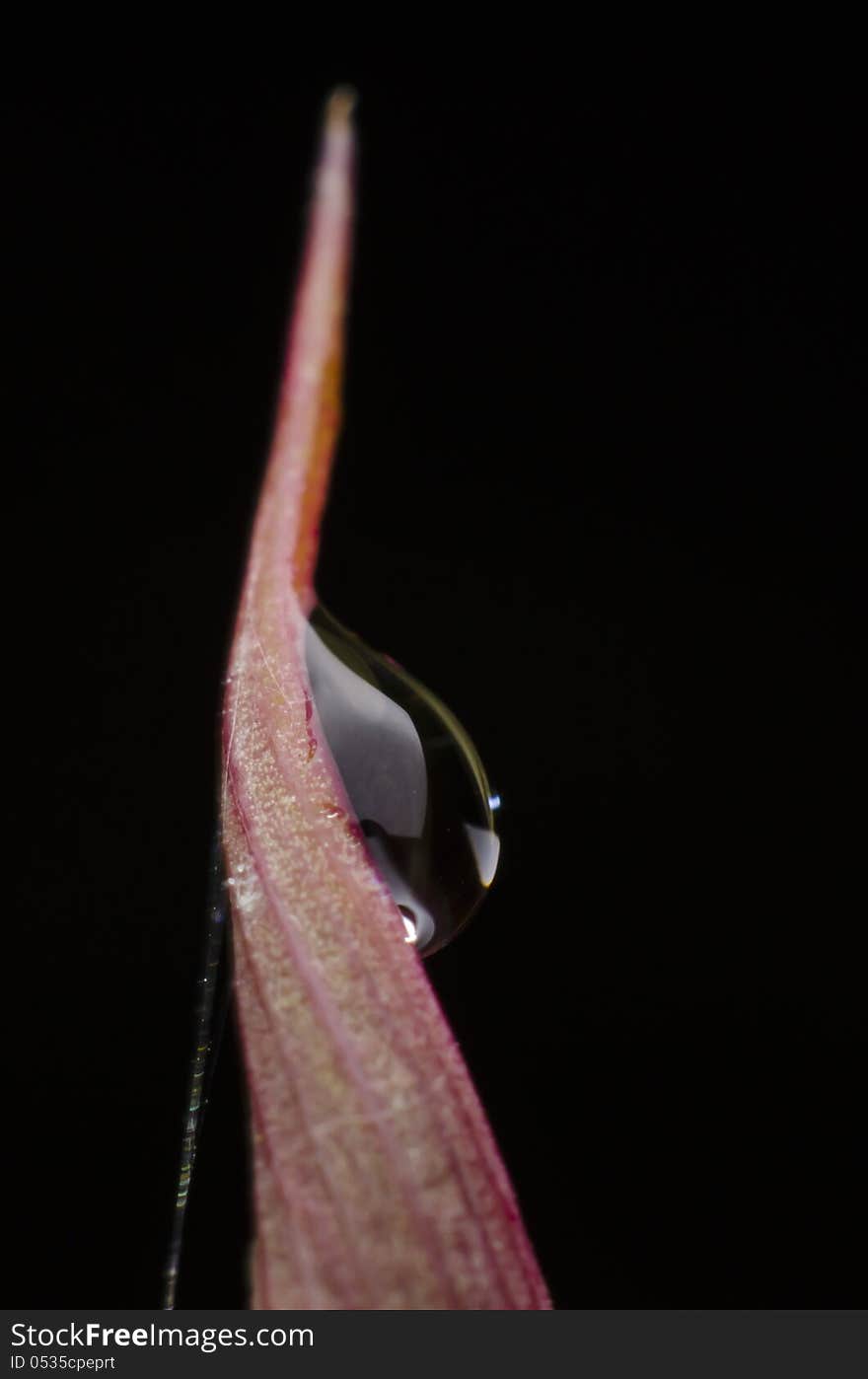 This dew drop is taken on my garden at night. This dew drop is taken on my garden at night