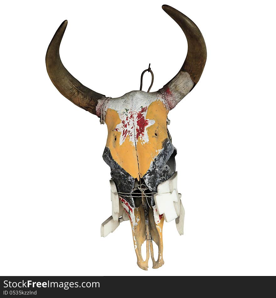 Bull Skull isolated