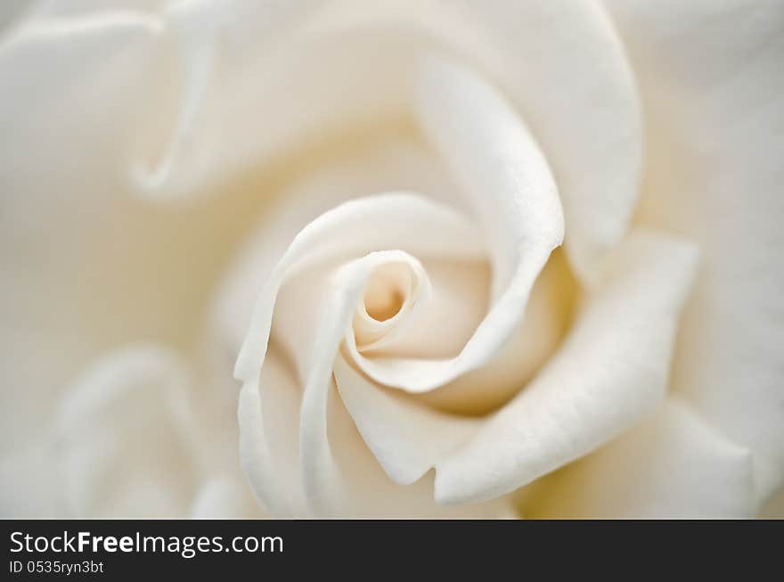 Close up white rose for valentine day. Close up white rose for valentine day