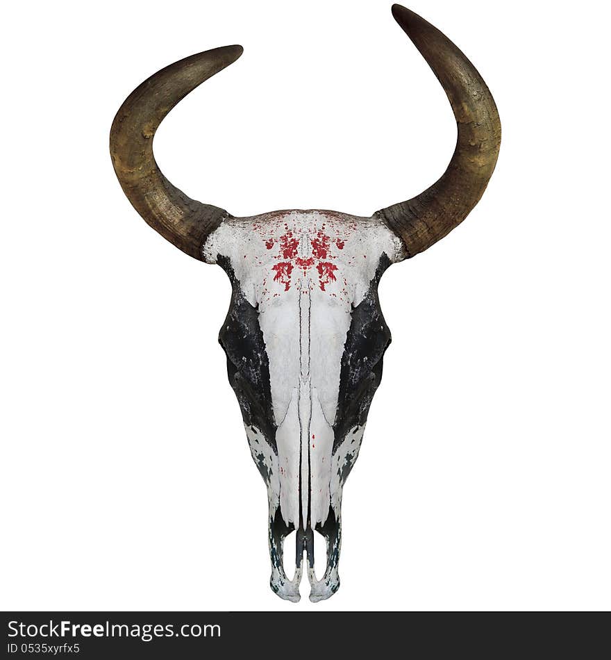 Bull Skull isolated on white background with clipping path. Bull Skull isolated on white background with clipping path